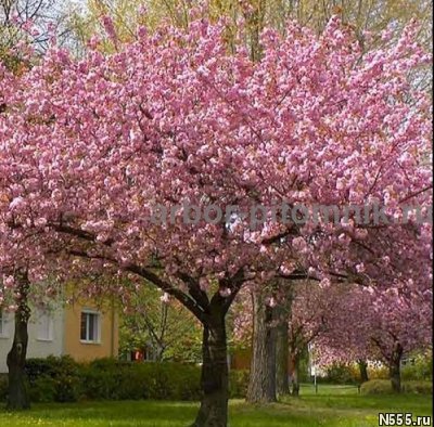 Сакура (вишня японская декоративная) в горшках для посадки к